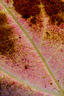 Leaves thumbnail